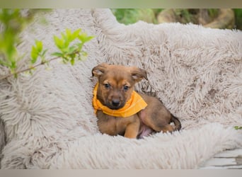 Chip 271439 sucht ein Zuhause