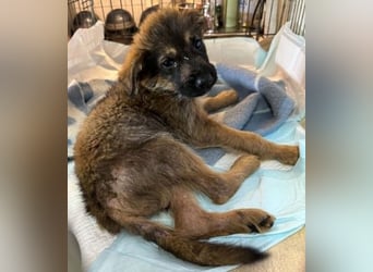 Chip 284004 sucht ein Zuhause