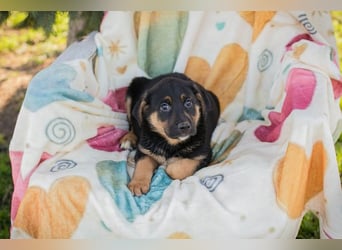 Chip 271308 sucht ein Zuhause