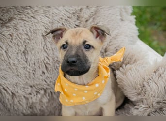 Chip 272005 sucht ein Zuhause