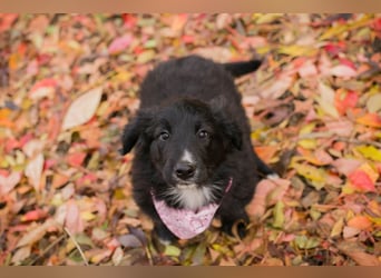 Chip 255497: Hundekind sucht ein Zuhause