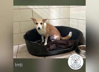 Inti: Sucht ein Zuhause