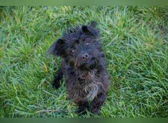 Grumpy sucht ein Zuhause