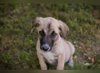 Chip 284176 sucht ein Zuhause