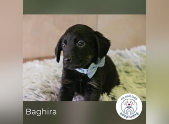 Baghira sucht ein Zuhause