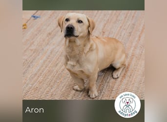 Aron: Tapfer trotz Verlust und Chaos