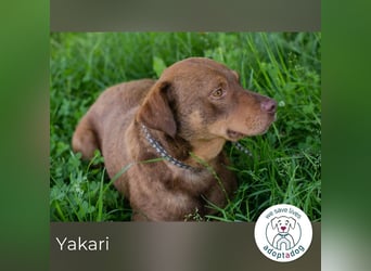 Yakari 264046 sucht ein zu Hause