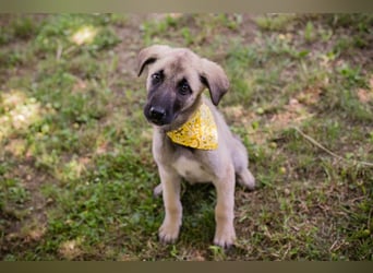 Chip 286796 sucht ein Zuhause