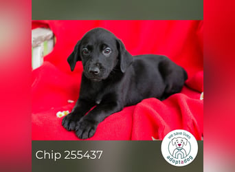 Chip 255437 sucht ein Zuhause