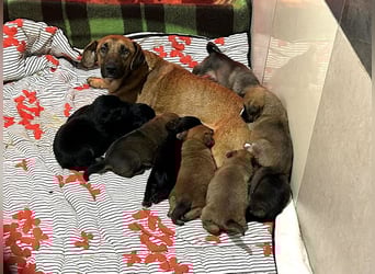 Milo sucht ein Zuhause