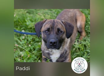 Paddi 290865 sucht ein zu Hause
