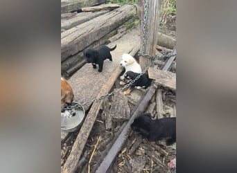 Milo II: Hundekind sucht ein Zuhause