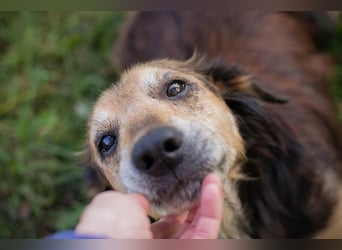 Chip 279751 sucht ein zu Hause