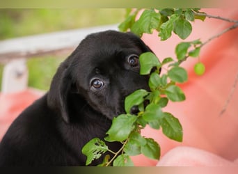 Chip 268167 sucht ein Zuhause