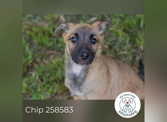 Chip 258583 sucht ein Zuhause
