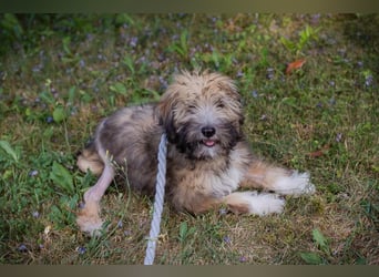 Kiara sucht ein Zuhause