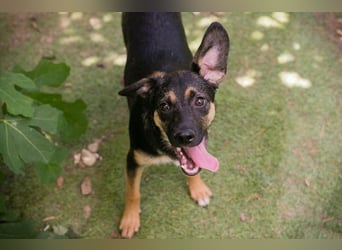 Thila sucht ein Zuhause