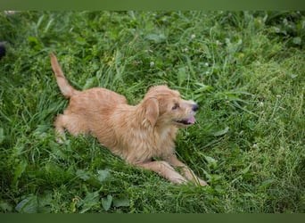 Chip 274819 sucht ein Zuhause