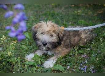 Kiara sucht ein Zuhause