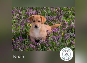 Noah sucht ein Zuhause