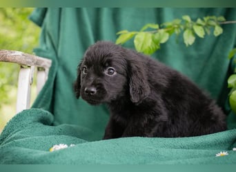 Chip 254222 sucht ein Zuhause