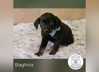 Baghira sucht ein Zuhause