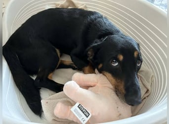 Sidney: Ein Wunder auf vier Pfoten