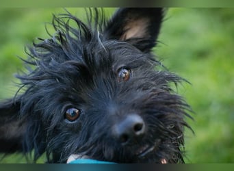 Grumpy sucht ein Zuhause