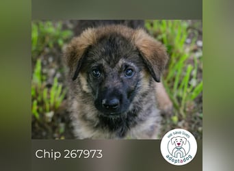 Chip 267973 sucht ein Zuhause