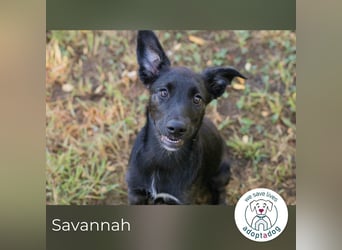 Savannah sucht ein Zuhause