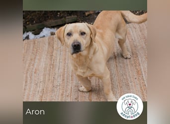 Aron: Tapfer trotz Verlust und Chaos