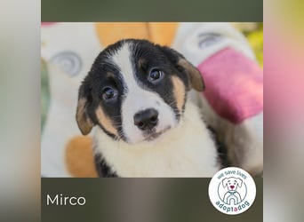 Mirco sucht ein Zuhause