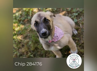 Chip 284176 sucht ein Zuhause