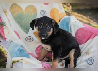 Chip 271308 sucht ein Zuhause