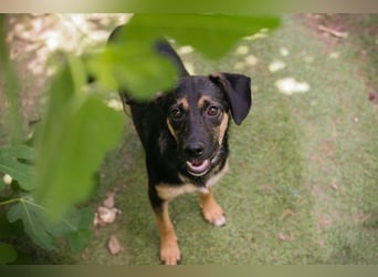 Thila sucht ein Zuhause