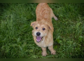 Chip 274819 sucht ein Zuhause