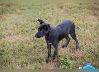 Savannah sucht ein Zuhause
