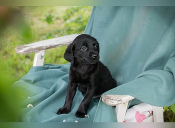 Chip 255286 sucht ein Zuhause