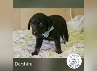 Baghira sucht ein Zuhause