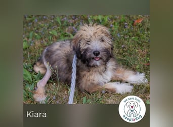 Kiara sucht ein Zuhause