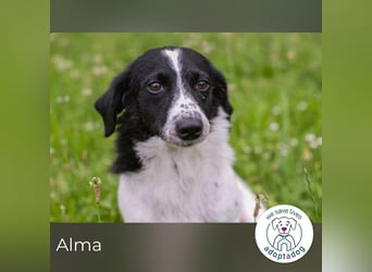 Alma sucht ein Zuhause