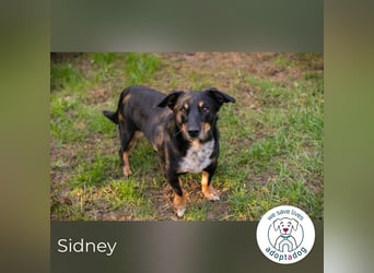 Sidney: Ein Wunder auf vier Pfoten