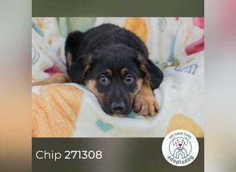 Chip 271308 sucht ein Zuhause
