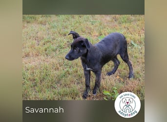 Savannah sucht ein Zuhause