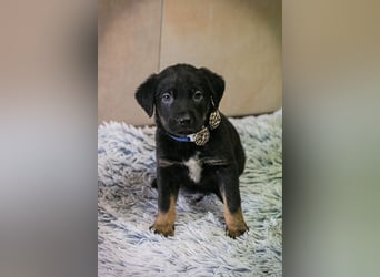 Milo sucht ein Zuhause