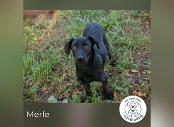 Merle: Sanftes Welpenmädchen sucht Familie