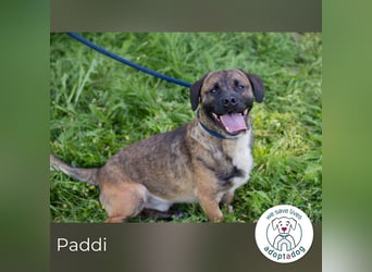 Paddi 290865 sucht ein zu Hause
