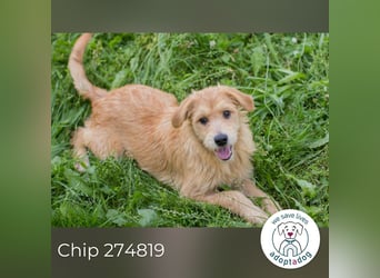 Chip 274819 sucht ein Zuhause