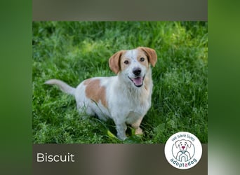 Biscuit sucht ein Zuhause