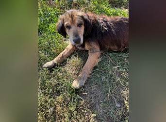Chip 279751 sucht ein zu Hause